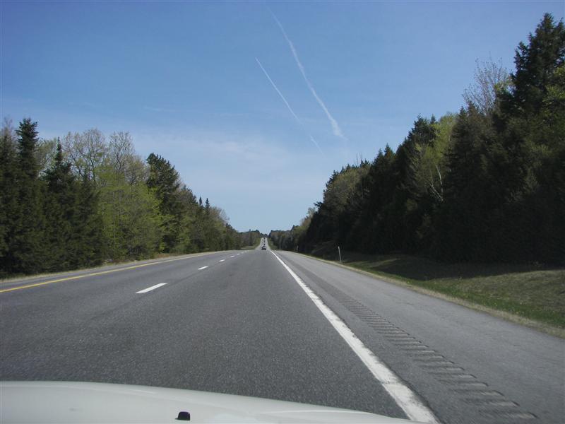 Trees along I95 north of Augusta (#1222)