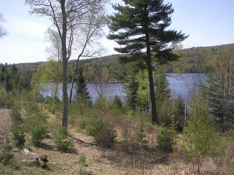 Lake and trees north of the town of Moscow, ME #1 of 2 (#1223)