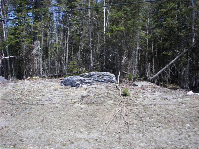 Trees on highway 201 #2 of 2 (#1229)