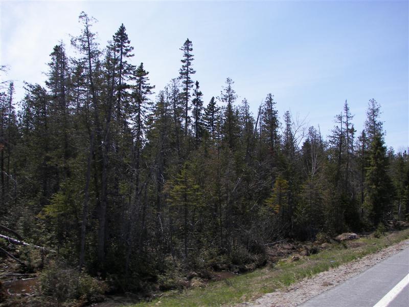 Pine trees along highway 6/15 #1 OF 2 (#1245)