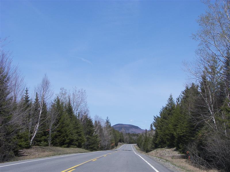 Pine trees along highway 6/15 #2 OF 2 (#1247)