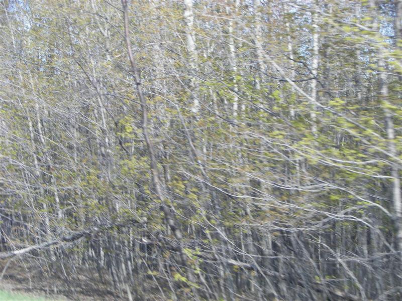 Scenery between Greenville and Dover-Foxcroft#6 of 6 (#1274)