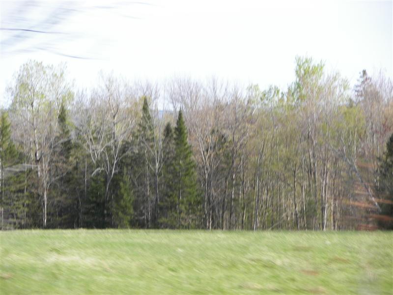View of trees and mountains near Millinocket #2 of 3 (#1279)