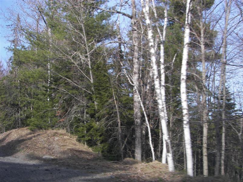 View of trees and mountains near Millinocket #3 of 3 (#1282)