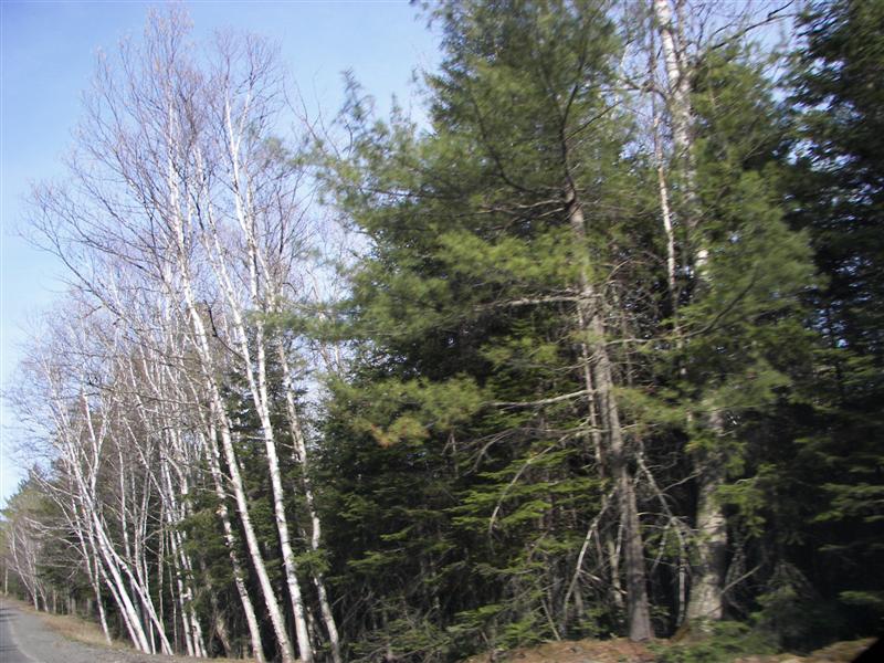 Birch trees (Larry's favorite tree) #2 of 7 (#1301)