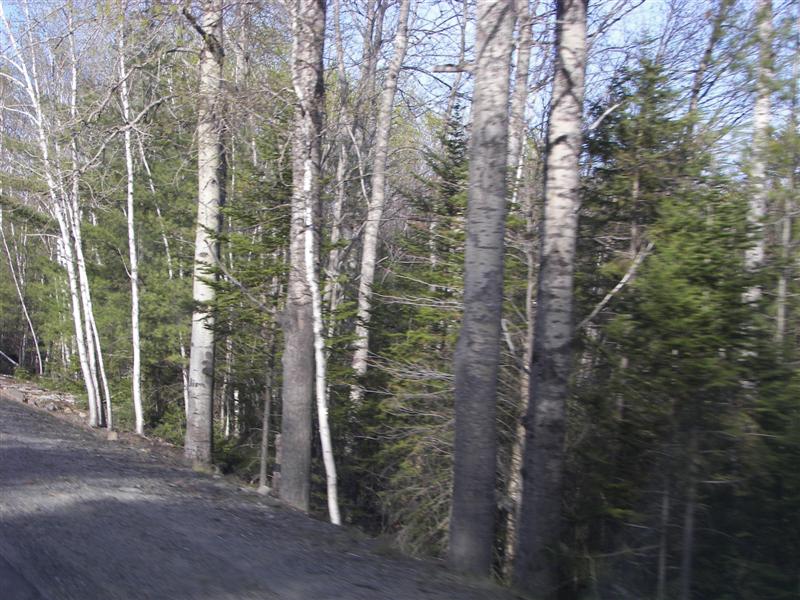 Birch trees (Larry's favorite tree) #3 of 7 (#1302)