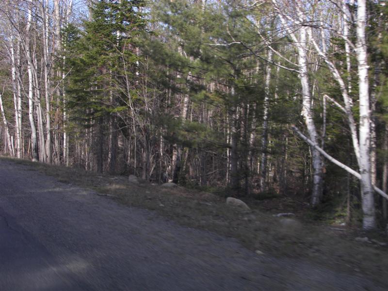 Birch trees (Larry's favorite tree) #4 of 7 (#1303)