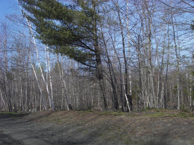 Birch trees (Larry's favorite tree) #5 of 7 (#1304)