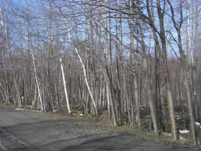 Birch trees (Larry's favorite tree) #6 of 7 (#1305)
