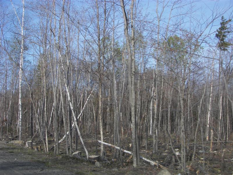 Birch trees (Larry's favorite tree) #7 of 7 (#1306)