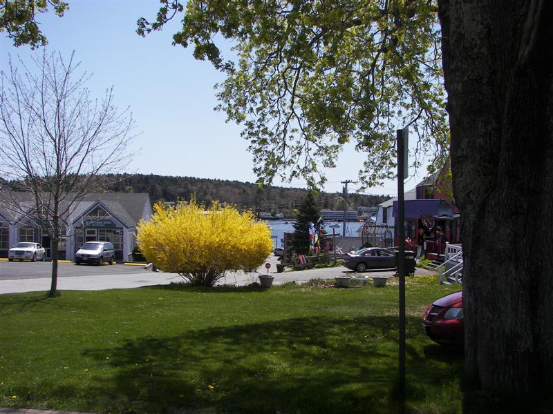 Downtown with forsythia in bloom (#1325)