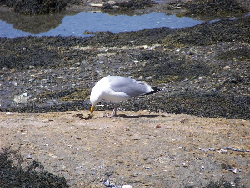 Seagulls #1 of 5 (#1366)
