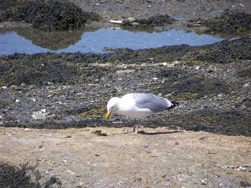 Seagulls #2 of 5 (#1367)