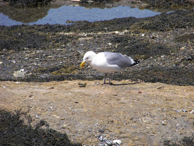 Seagulls #3 of 5 (#1369)