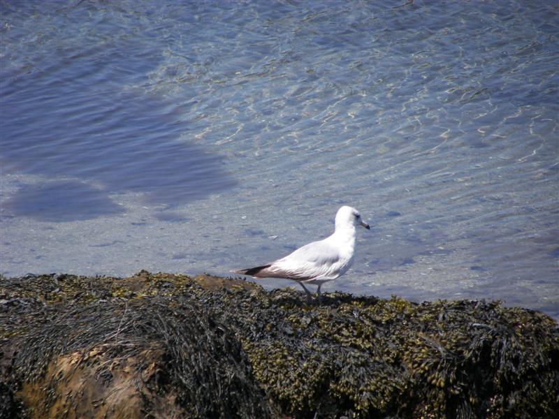 Seagulls #4 of 5 (#1370)