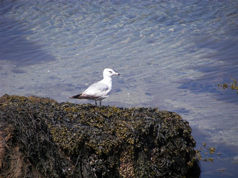 Seagulls #5 of 5 (#1371)