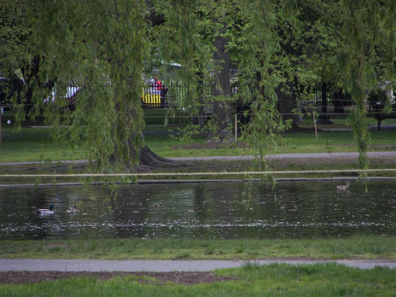 Boston Public Gardens #10 of 22 (#1462)