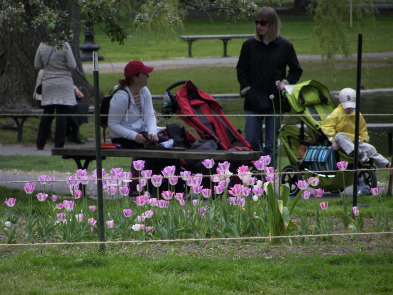 Boston Public Gardens #15 of 22 (#1467)