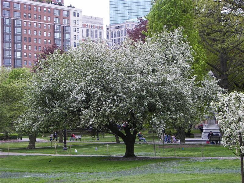 Boston Public Gardens #16 of 22 (#1468)