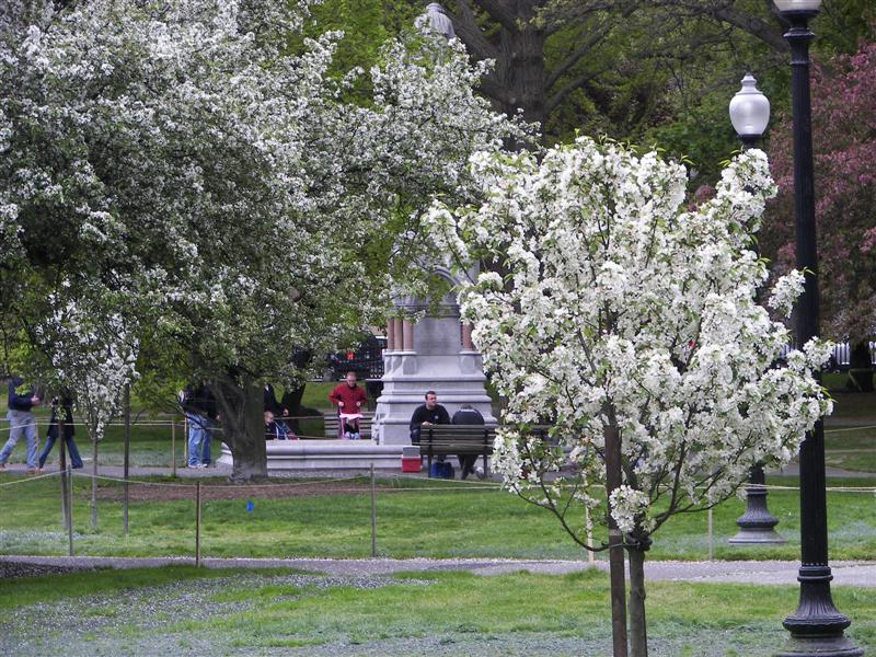 Boston Public Gardens #17 of 22 (#1469)