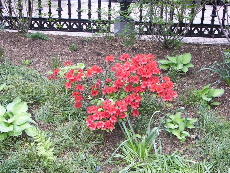 Boston Public Gardens #18 of 22 (#1473)