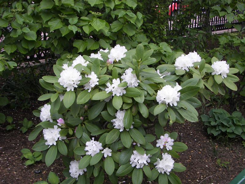 Boston Public Gardens #19 of 22 (#1474)