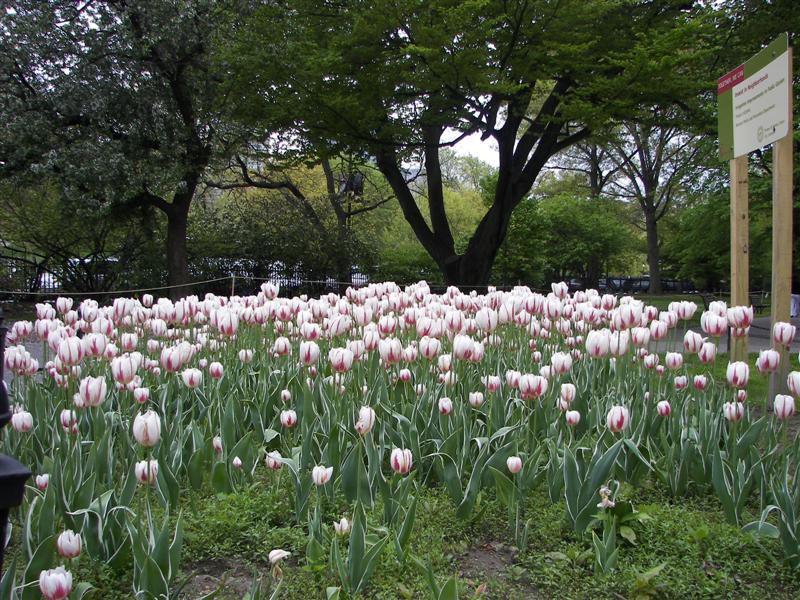 Boston Public Gardens #20 of 22 (#1475)