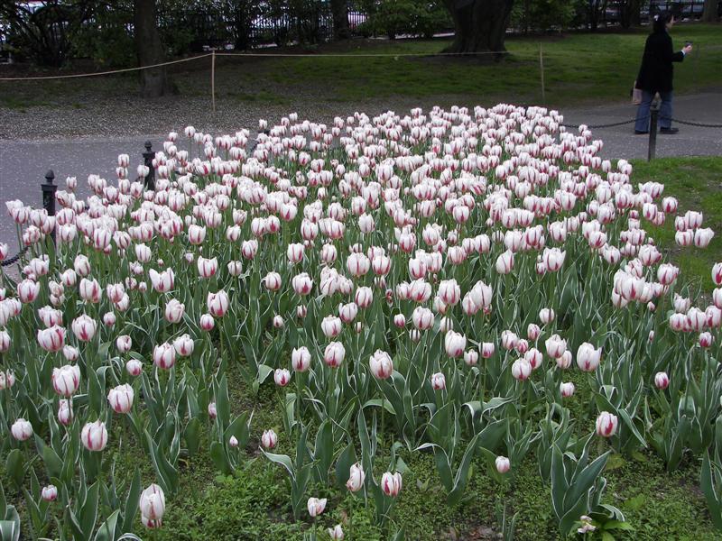 Boston Public Gardens #21 of 22 (#1476)