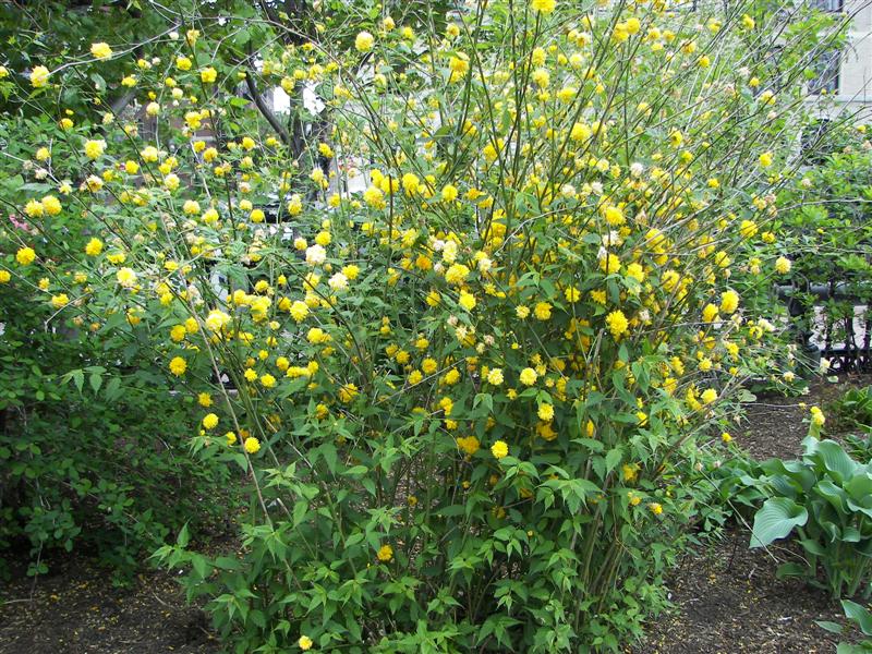 Boston Public Gardens #22 of 22 (#1477)