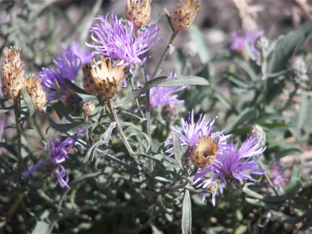 Falls Park in Post Falls, ID #12 of 13 (#2491)