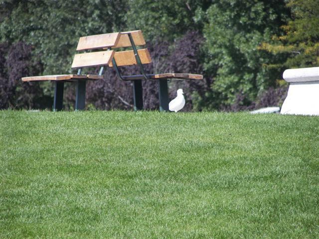 Couer d'Alene park and lake #15 of 21 (#2509)