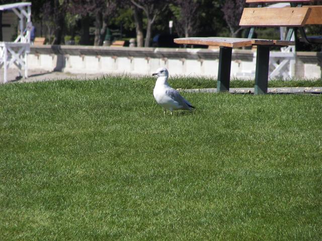 Couer d'Alene park and lake #18 of 21 (#2512)