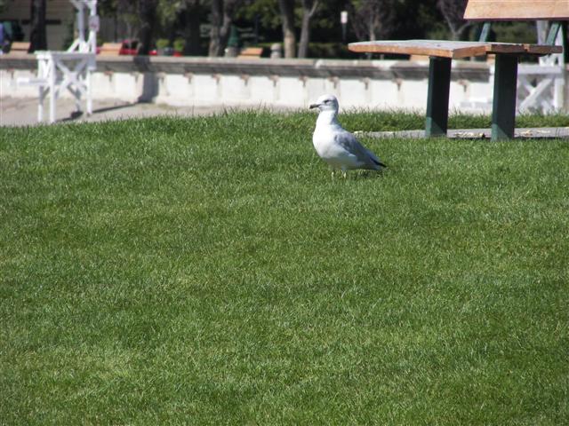 Couer d'Alene park and lake #19 of 21 (#2513)