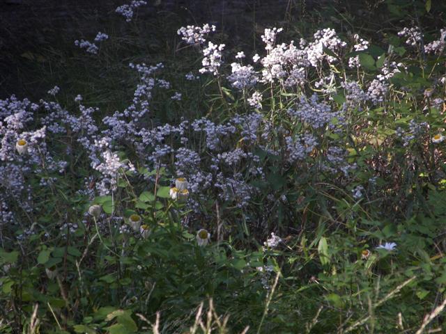 Glacier National Park Scenery #22 of 26 (#2701)