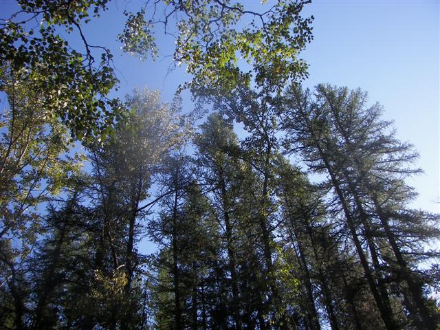 Glacier National Park Scenery #24 of 26 (#2703)