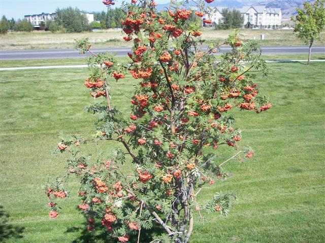 Bozeman MT scenery #1 of 6 (#3151)