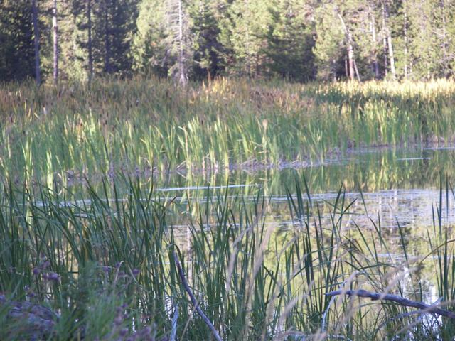 Harriman's State Park scenery #8 of 29 (#3200)