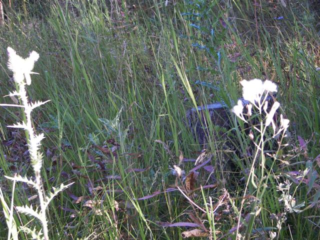 Harriman's State Park scenery #17 of 29 (#3209)