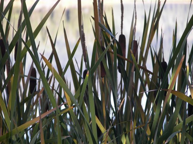 Harriman's State Park scenery #19 of 29 (#3211)