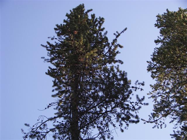 Harriman's State Park scenery #25 of 29 (#3217)