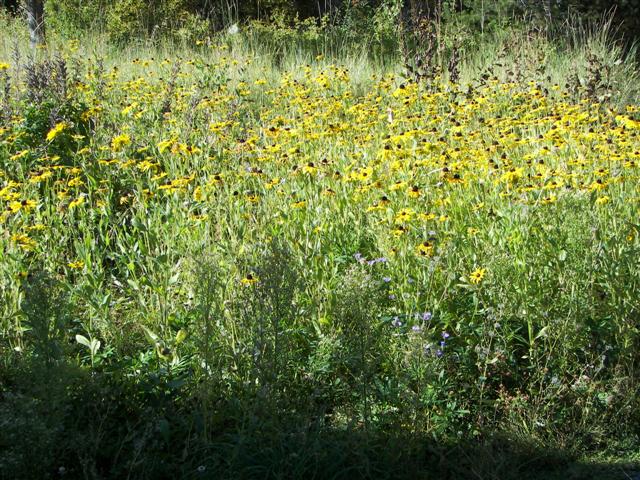 Upper Mesa Falls #1 of 25 (#3231)