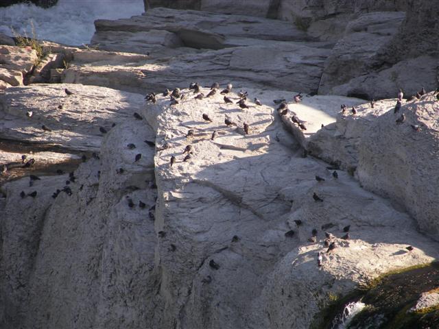 Shoshone Falls area east of Twin Falls ID #19 0f 32 (#3340)
