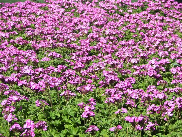 Roses in the garden #5 of 51 (#3376)