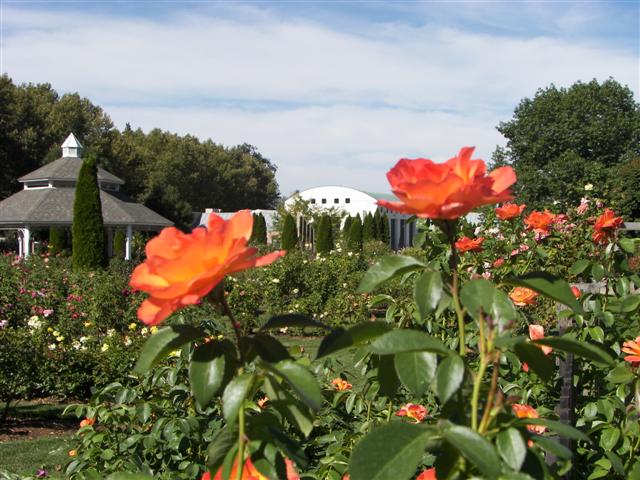 Roses in the garden #7 of 51 (#3378)