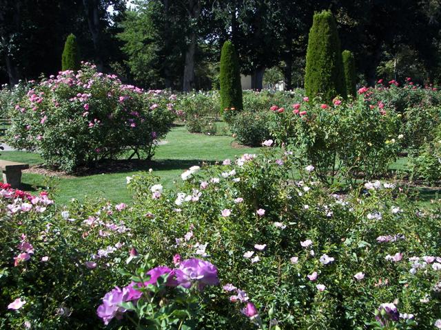 Roses in the garden #9 of 51 (#3380)