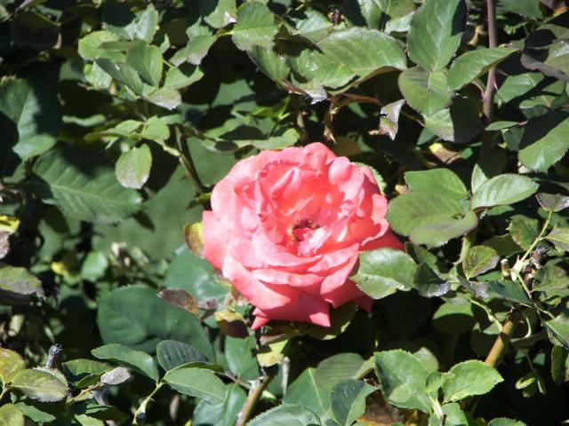 Roses in the garden #10 of 51 (#3381)