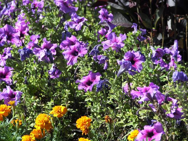 Roses in the garden #11 of 51 (#3382)