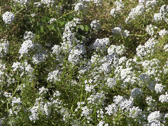 Roses in the garden #13 of 51 (#3384)