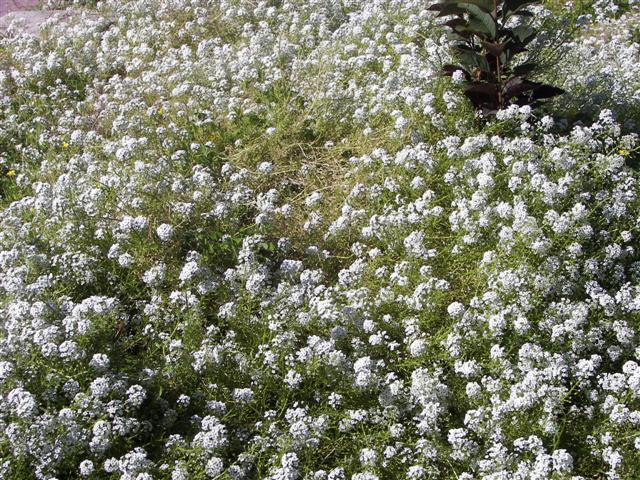 Roses in the garden #14 of 51 (#3385)