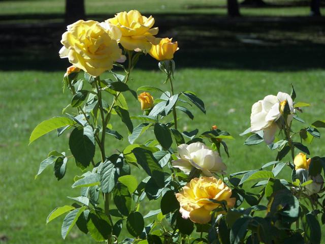 Roses in the garden #17 of 51 (#3389)